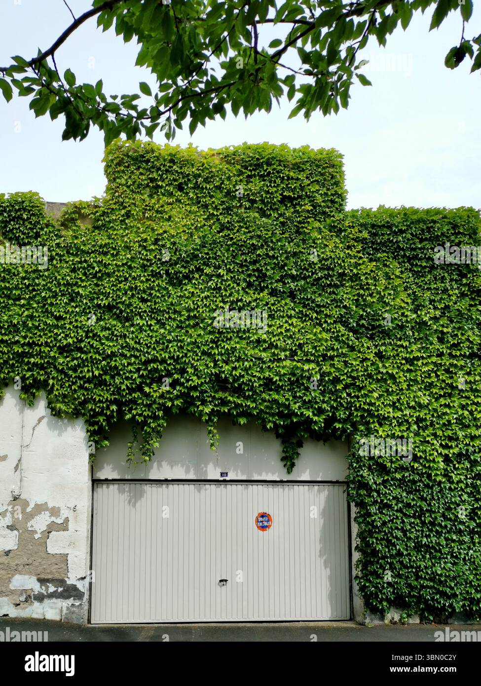 A garage door is almost completely hidden by lush green ivy, creating a striking contrast with the faded, weathered walls surrounding it. France - Smartphone Captured Stock Image