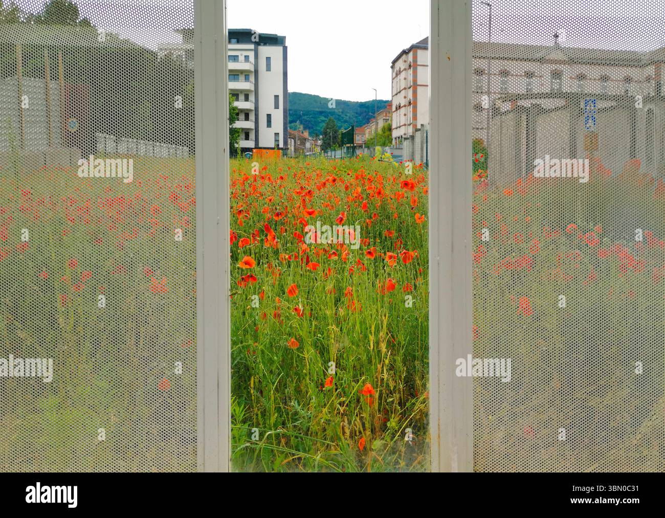 A bright field of red poppies is visible through a mesh fence, contrasting with nearby buildings. France - Smartphone Captured Stock Image
