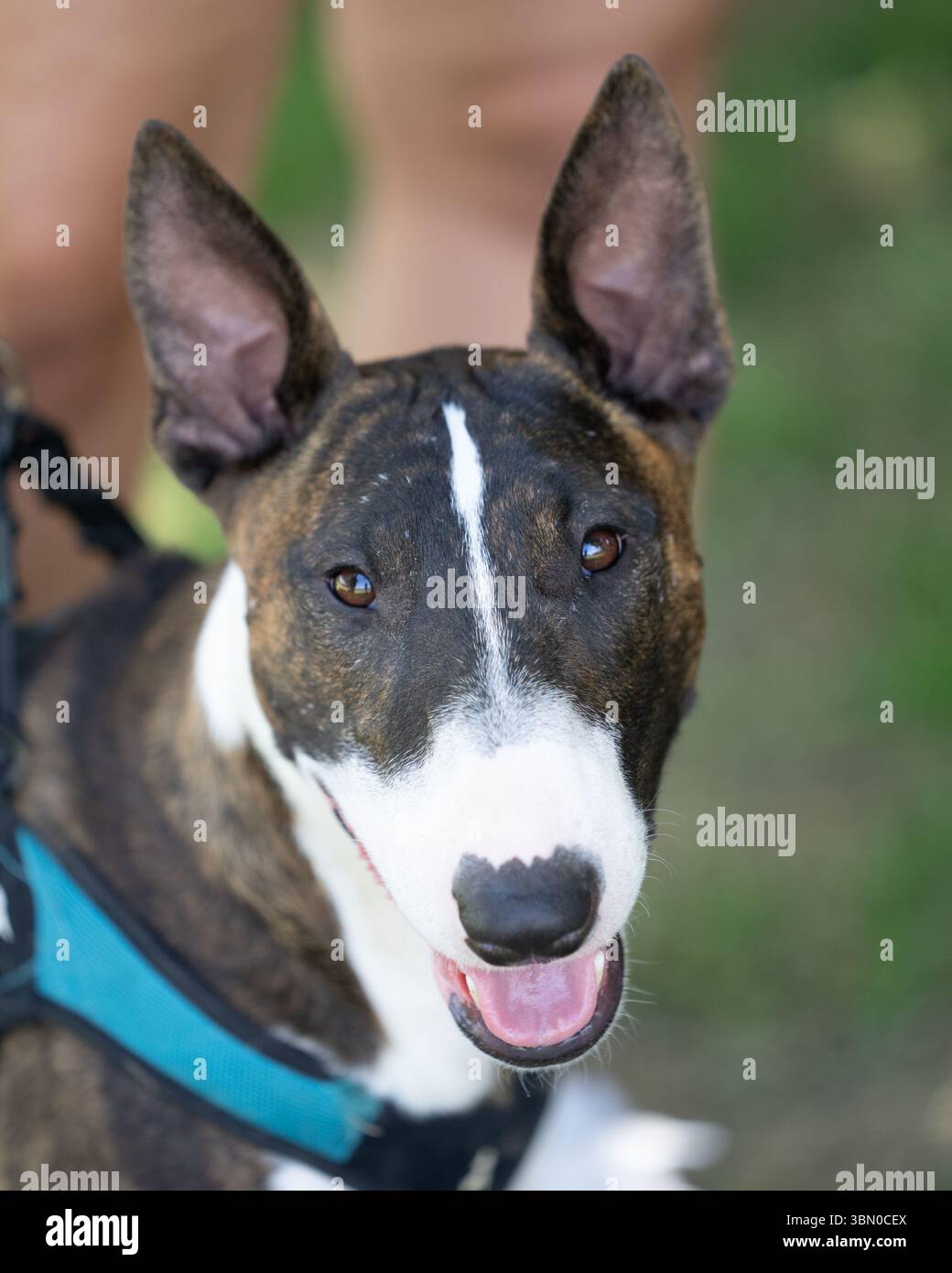 Smiling colored bull terrier looking up at the camera for a close up photo Stock Photo