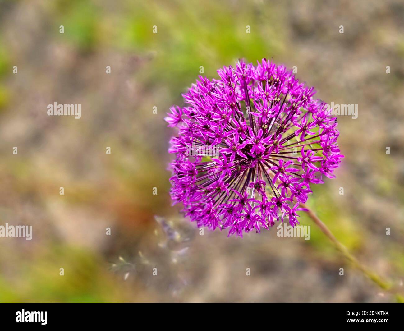 Bright purple spherical inflorescence of ornamental onion Allium ...