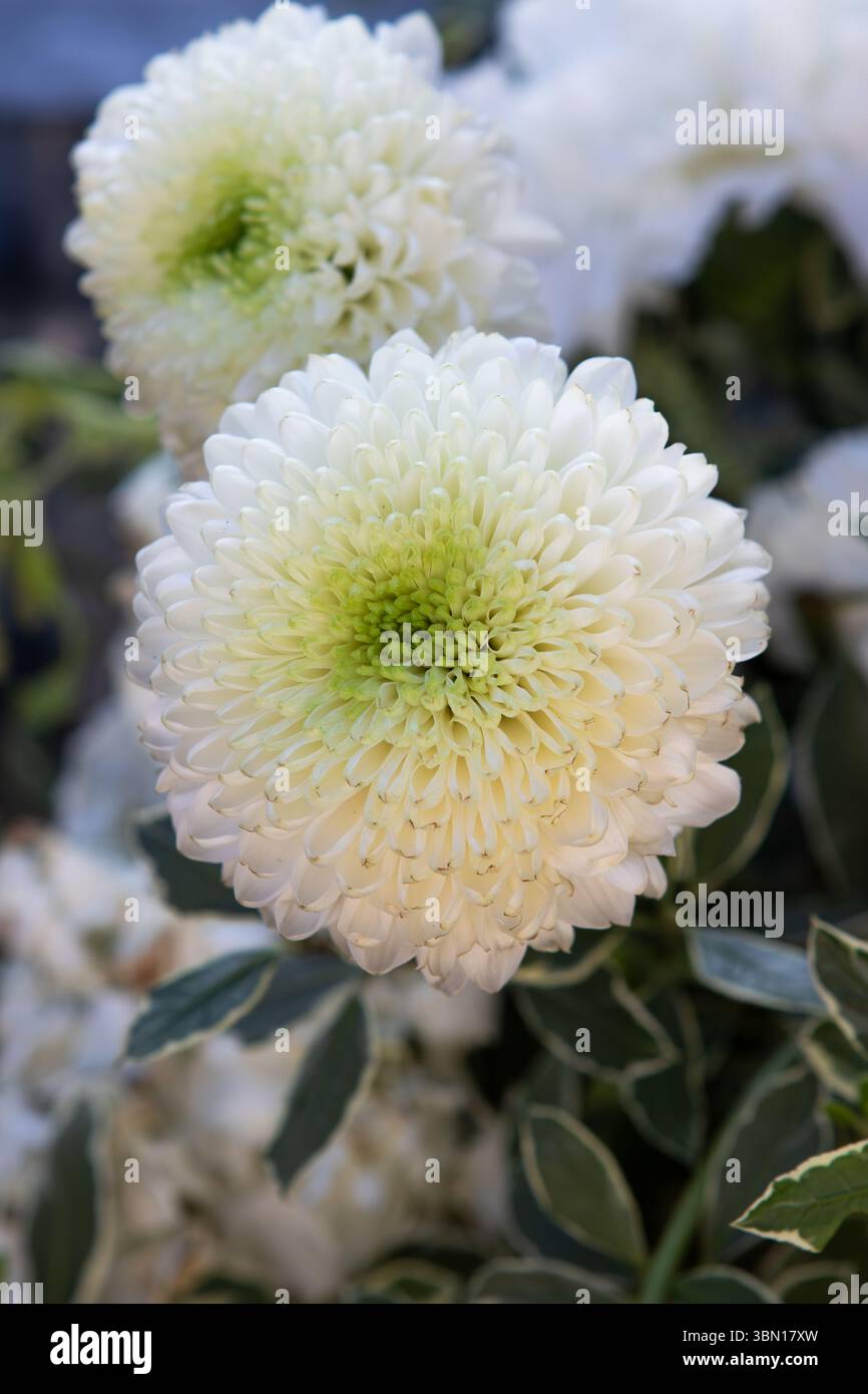 White Chrysanthemum flowers also known as mums  in a California garden Stock Photo