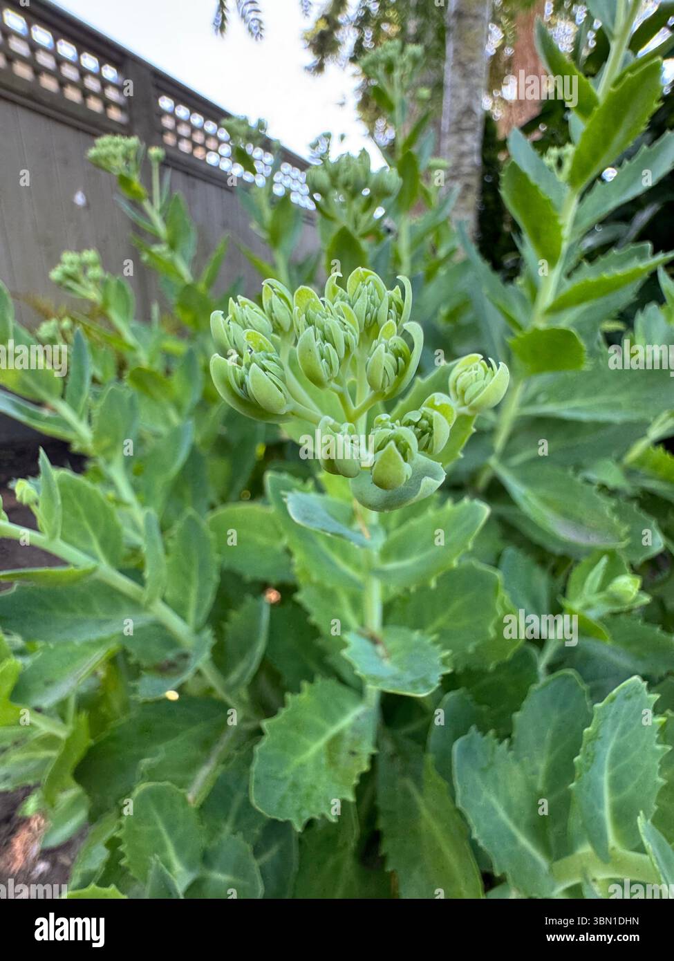 Stone Crop (Sedum) with fleshy green leaves and soft pink blooms. A hardy, low-maintenance succulent ideal for gardens or ground cover. - Smartphone Captured Stock Image