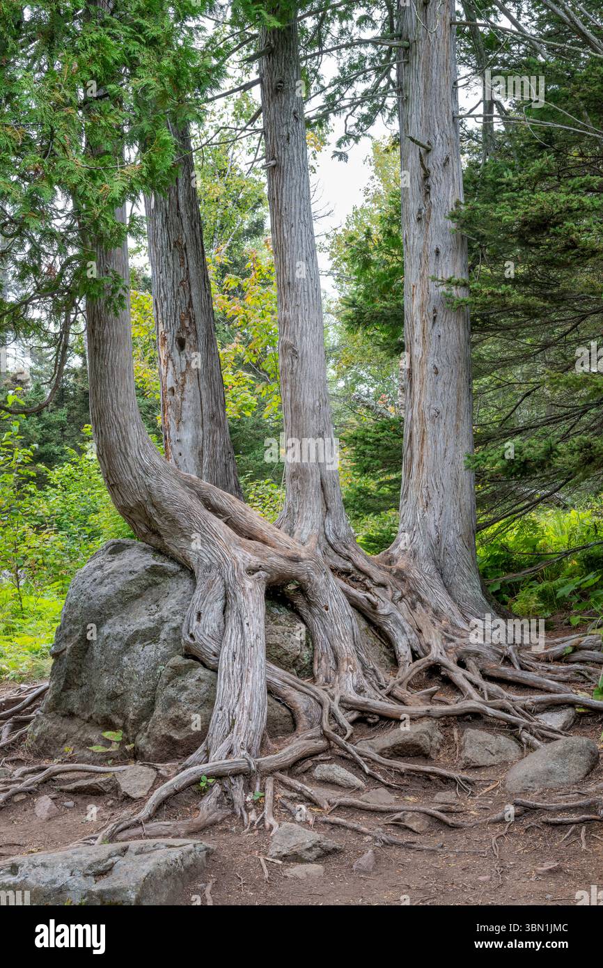 Northern White-Cedar (Thuja occidentalis), with roots exposed, growing ...