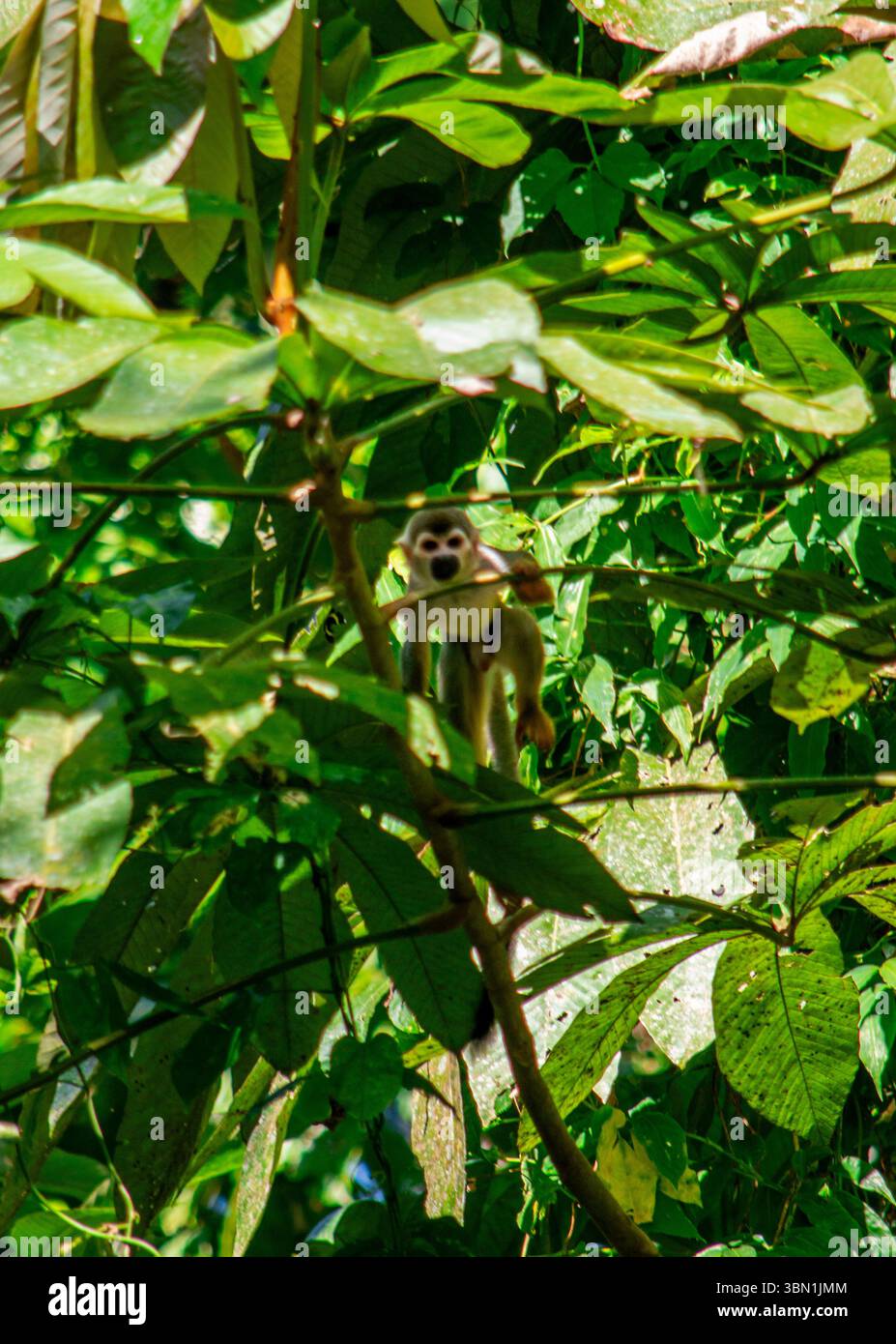 A wild monkey is perched among lush green foliage in the Amazon ...