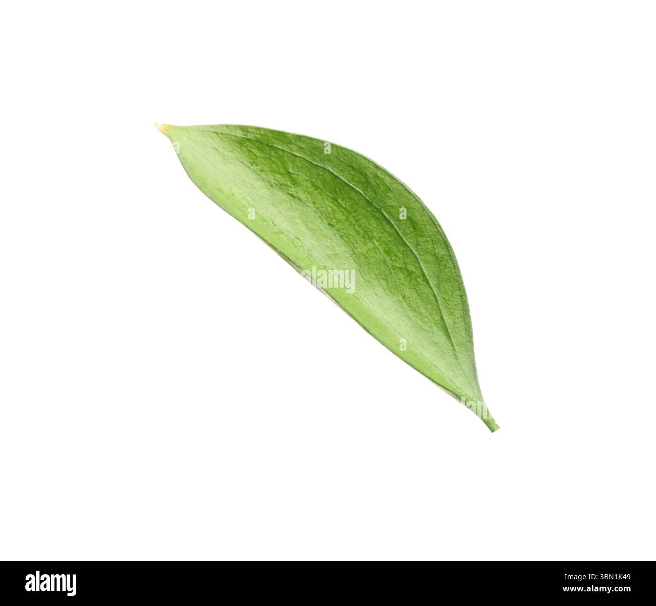 One fresh green Ruscus leaf isolated on white Stock Photo - Alamy