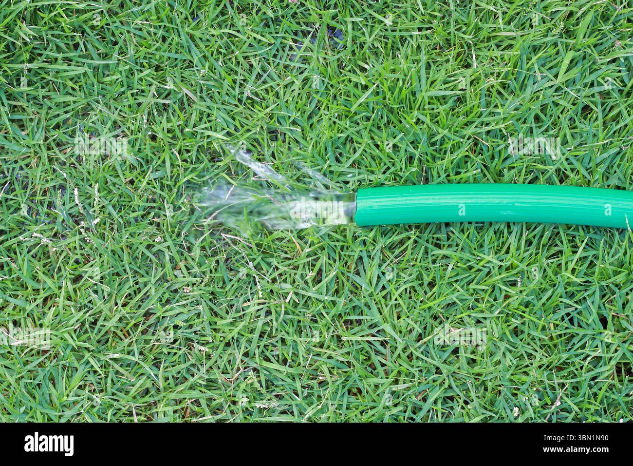 It is Watering green grass by using rubber tube. Stock Photo