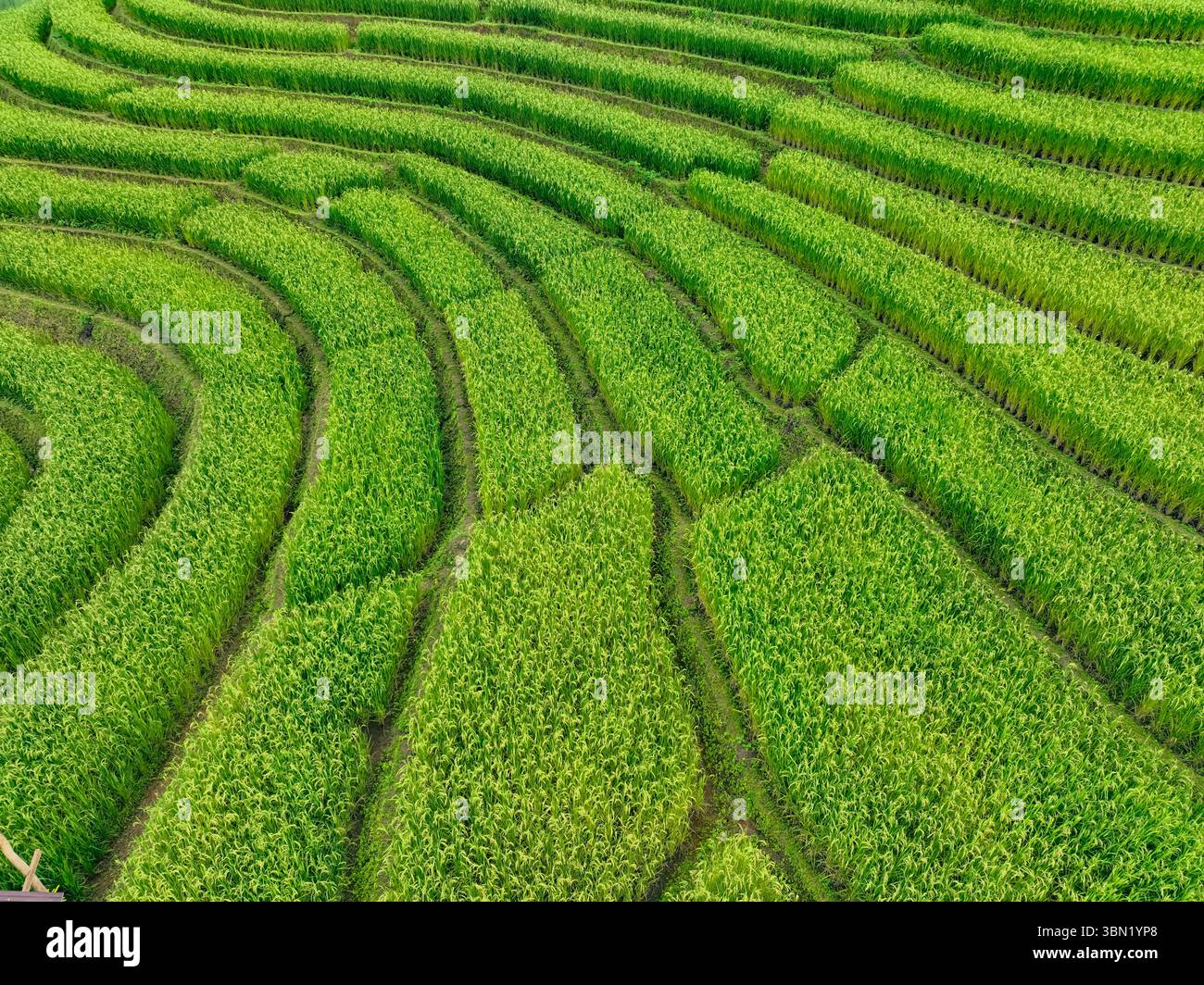 Aerial view of rice terraces carved into mountain slopes. Centuries old ...