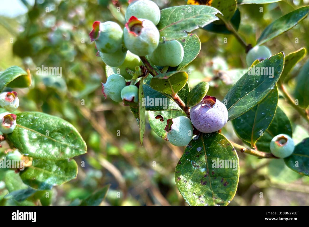A close up view of both unripe and ripening blueberries in a sunny ...