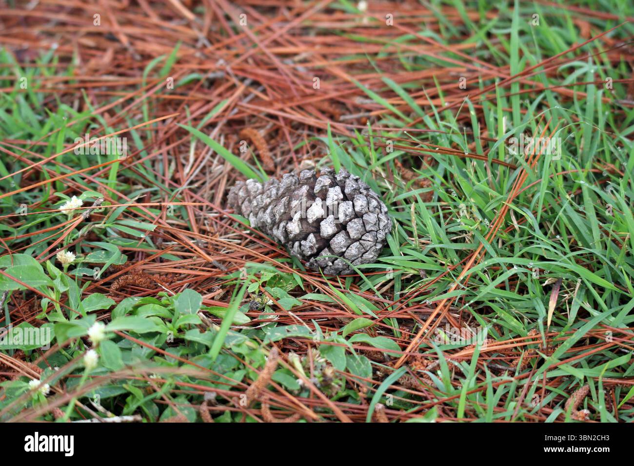Pine cone lying on the ground with pine needles and grass Stock Photo