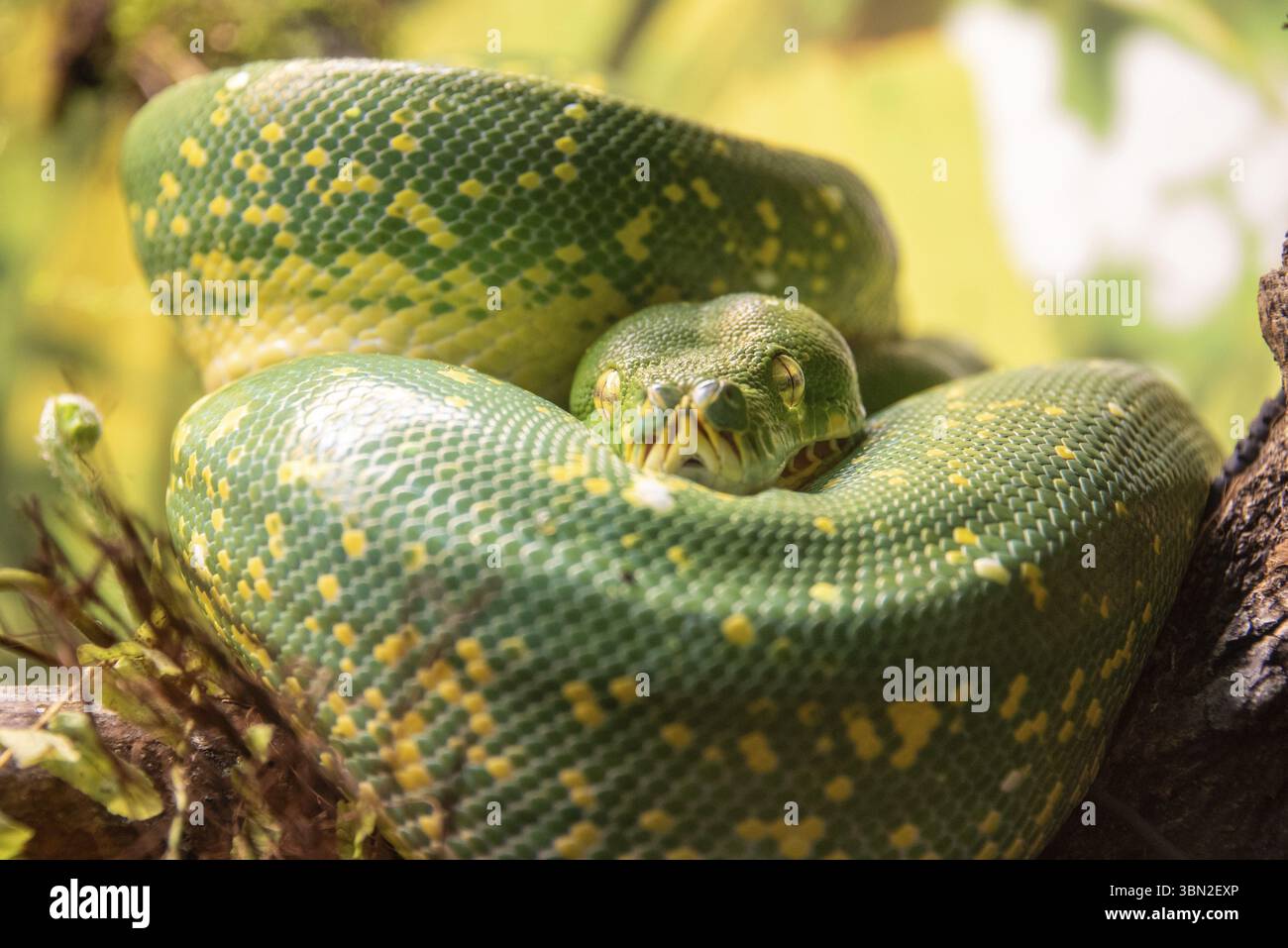 Green tree python (Morelia viridis), Germany, Europe Stock Photo