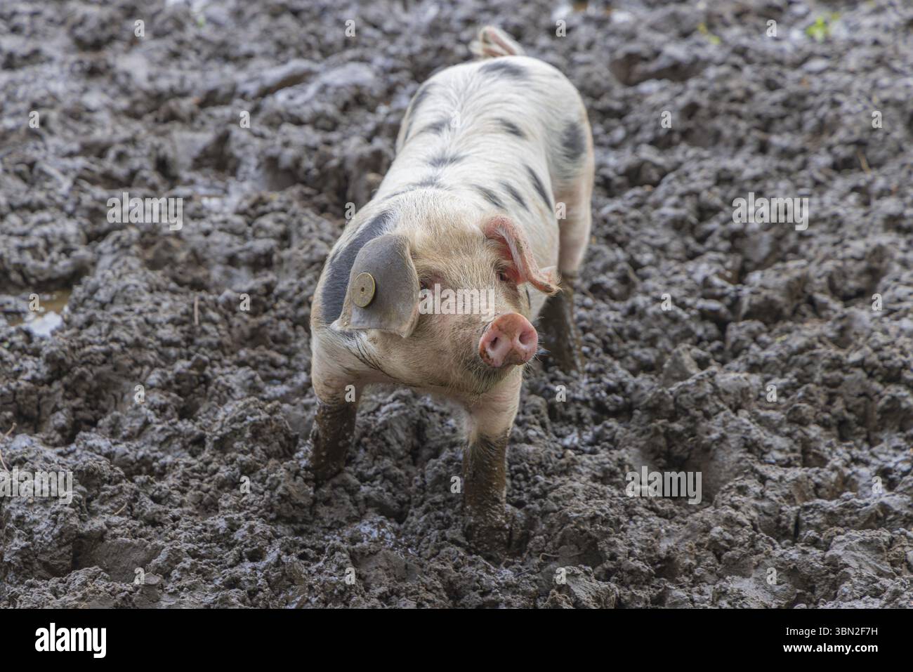 Baby Spotted Bentheimer pig enjoying themselves outdoor in the mud Stock Photo