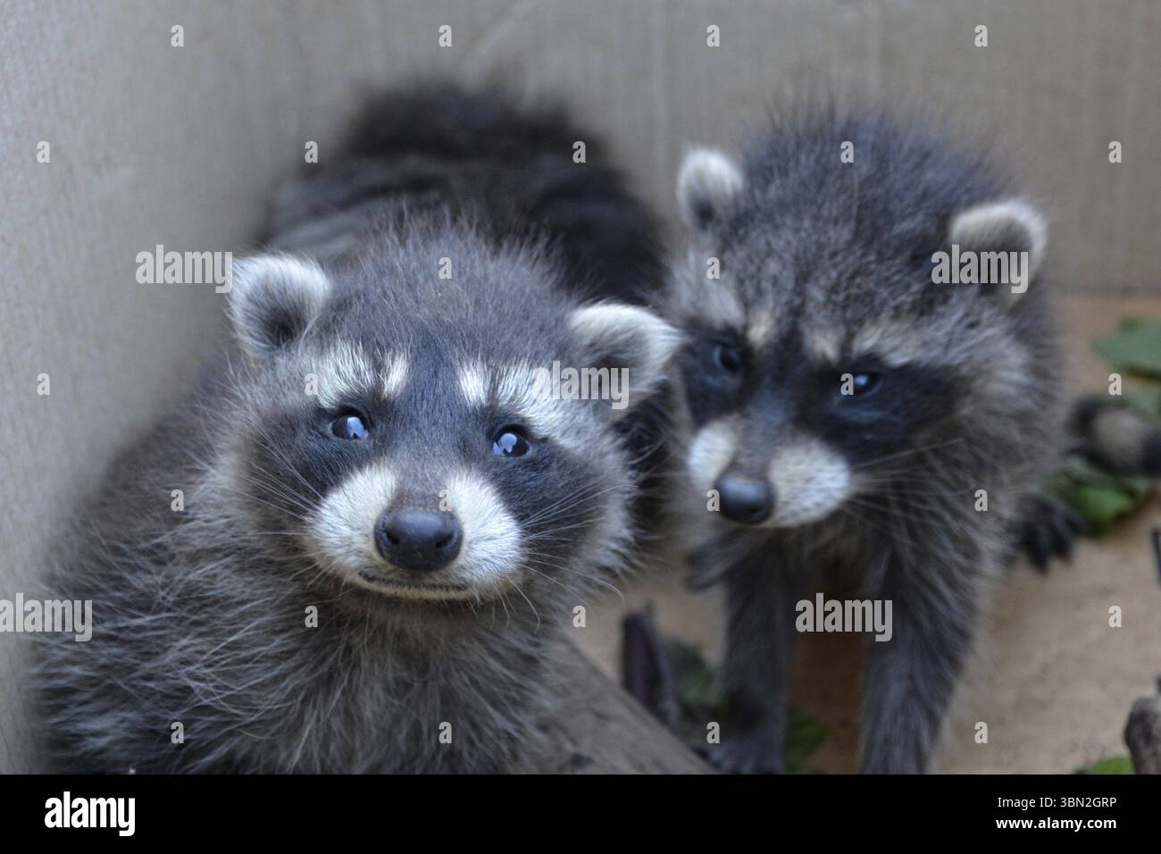 Two little raccoons look ahead Stock Photo - Alamy