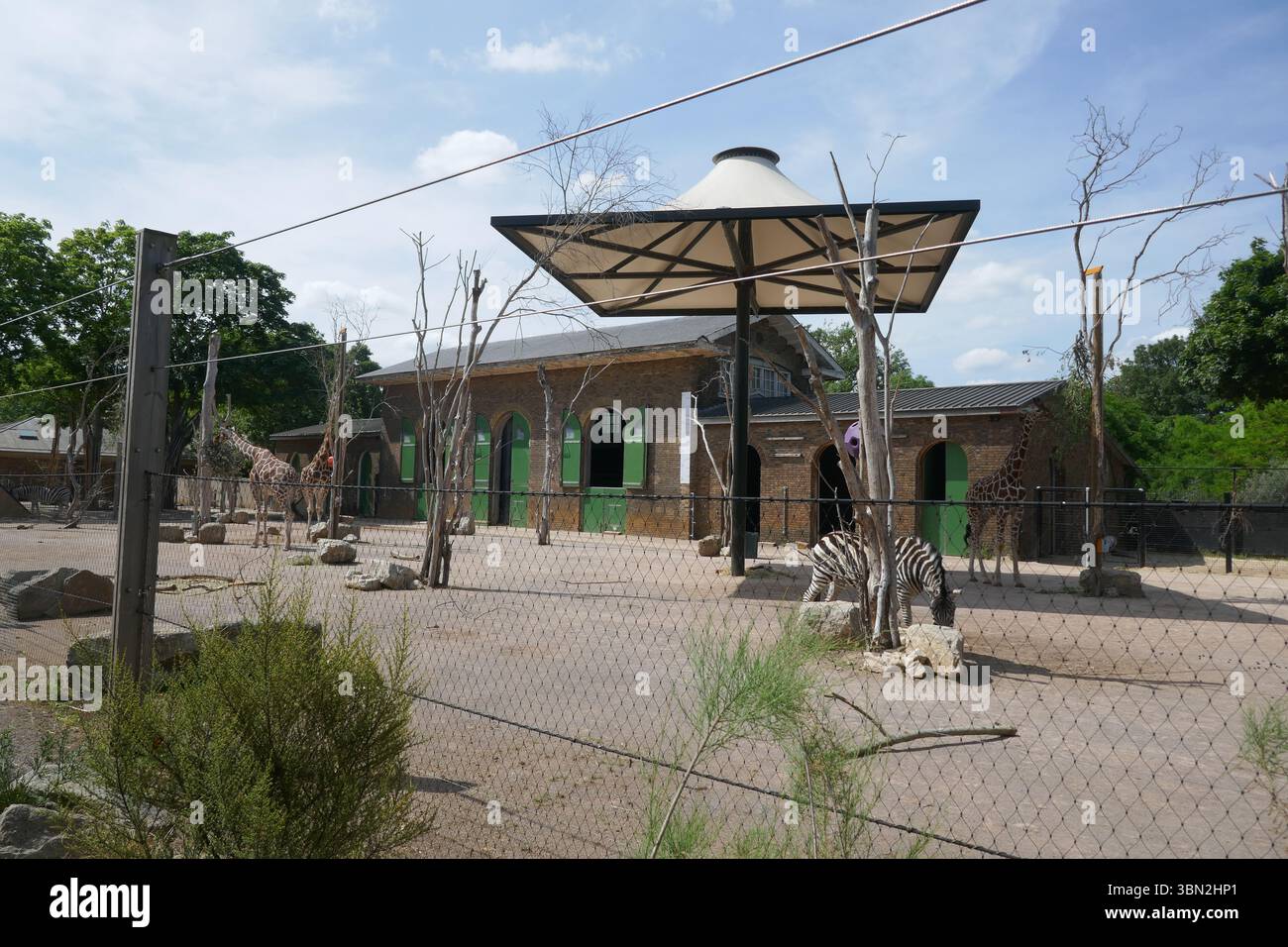London England 31st May 2025 Reticulated Giraffe In And Zebra At ZSL london-england-31st-may-2025-reticulated-giraffe-in-and-zebra-at-zsl