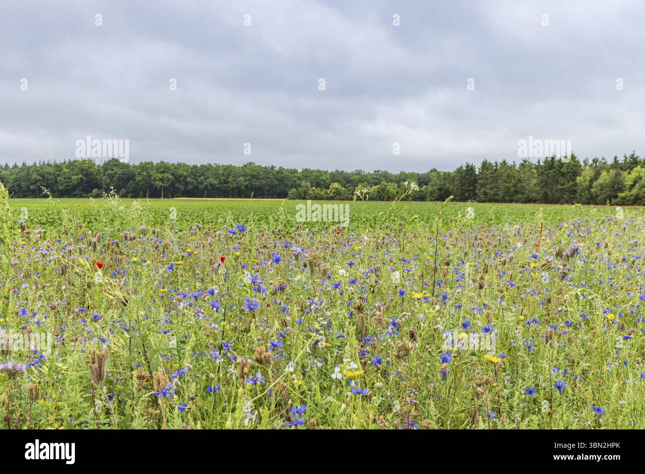 Biodiversity measure hi-res stock photography and images - Alamy