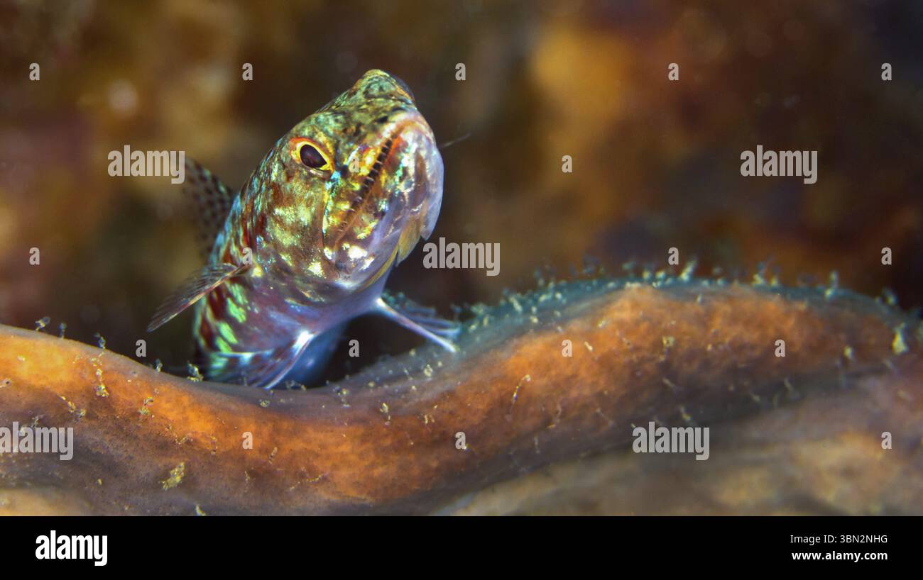 Grubfish, Lembeh, North Sulawesi, Indonesia, Asia Stock Photo - Alamy