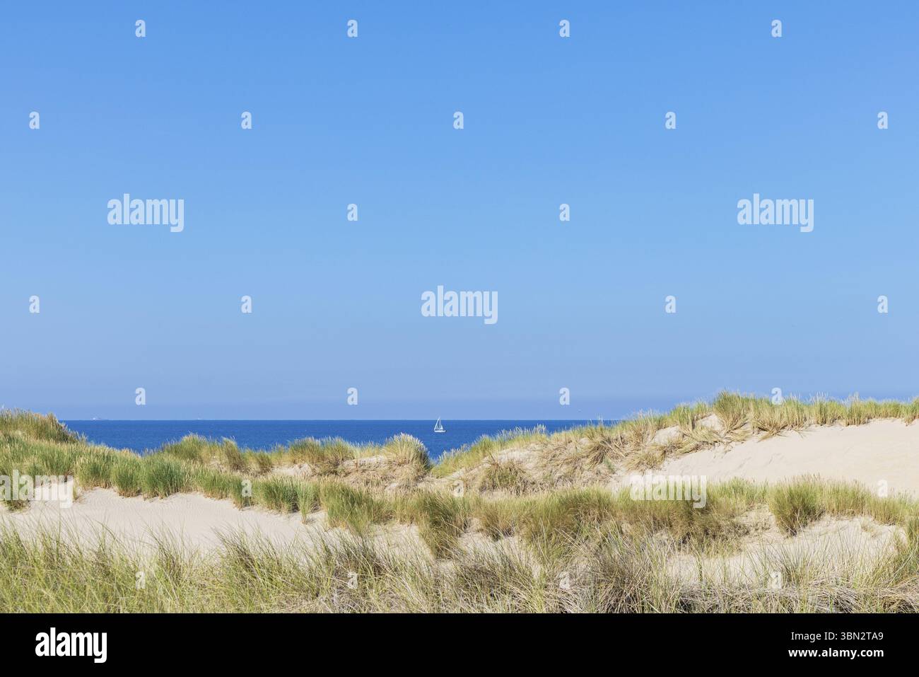 Scenic of dunes along the Dutch coast of North Holland between Schoorl ...
