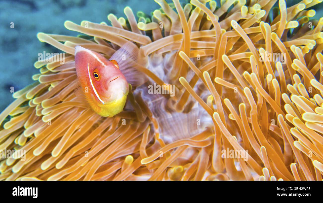 Radianthus Ritteri Radianthus ritteri hi-res stock photography and images - Alamy