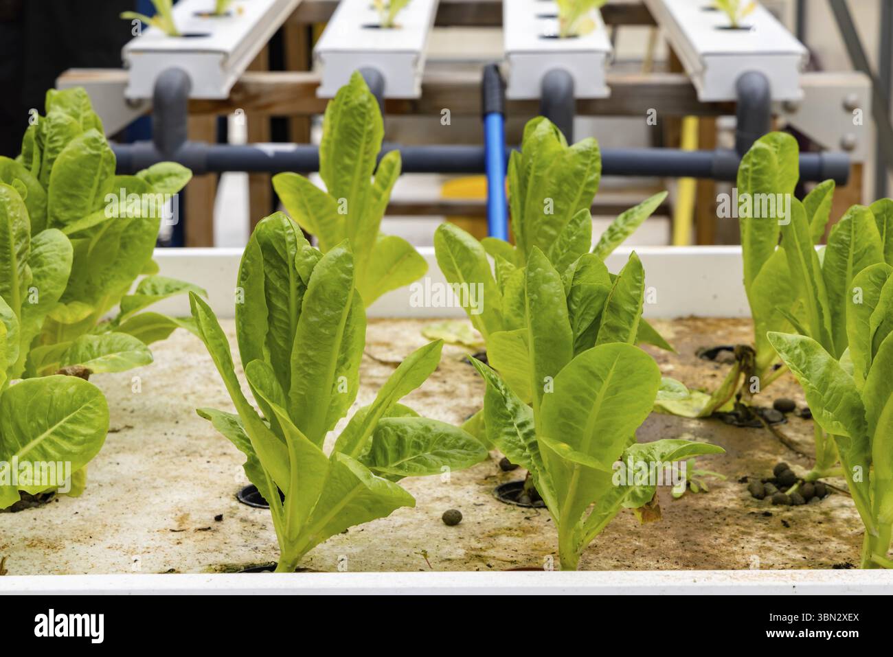 Fresh organic vegetable grown using aquaponics or hydroponic farming Stock  Photo - Alamy, image size:1300x957