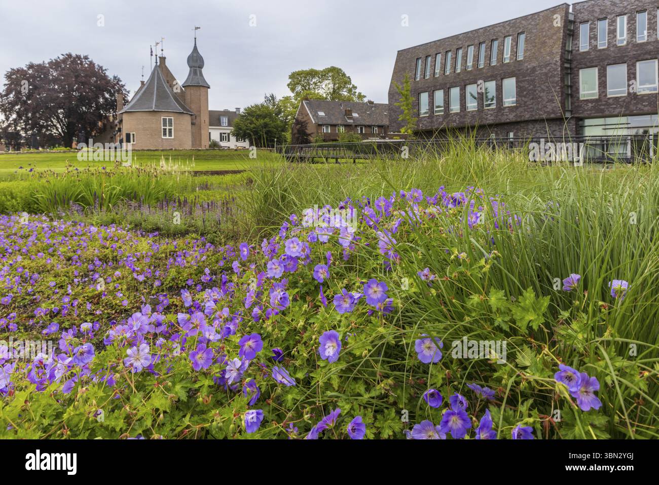 Beautiful park and garden with purple and blue geranium flowers near the city hall and castle of Coevorden in Drenthe The Netherlands Stock Photo