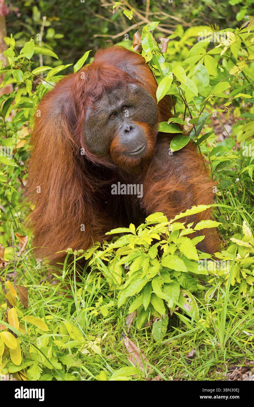 Orangutan, Pongo pygmaeus, Tanjung Puting National Park, Kalimantan ...