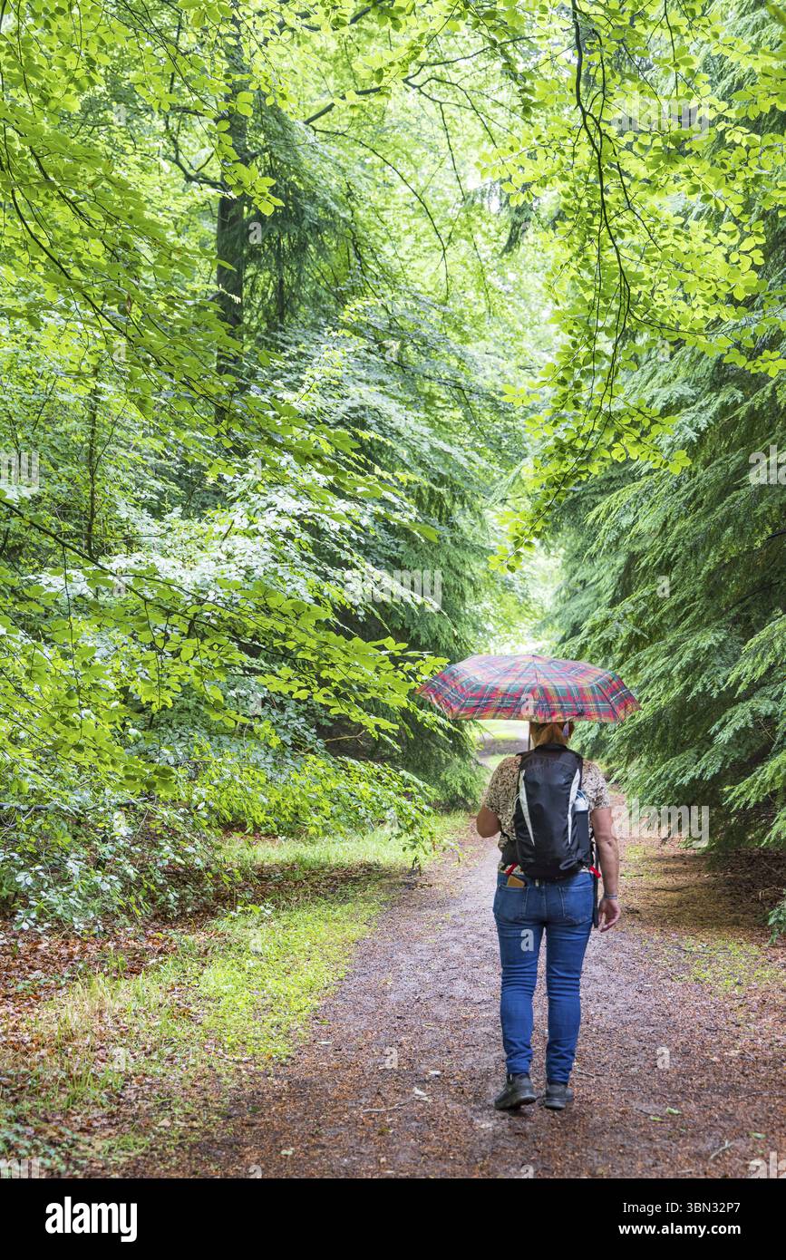 Woman walking in the rain through the forest near Odoorn in Drenthe province in The Netherlands Stock Photo