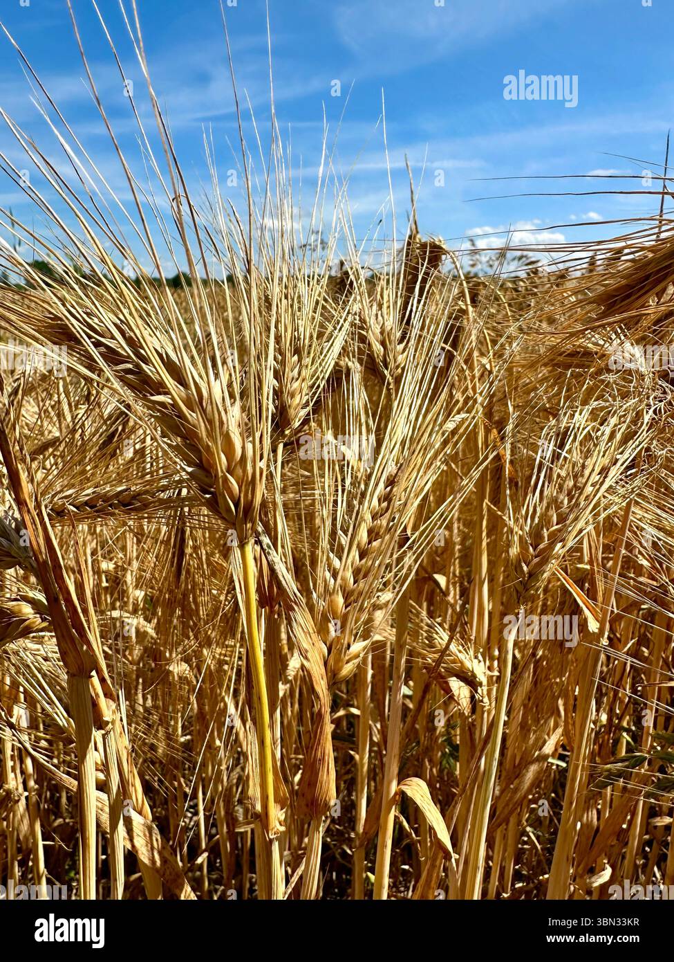 A wheat field in northern Germany - Smartphone Captured Stock Image