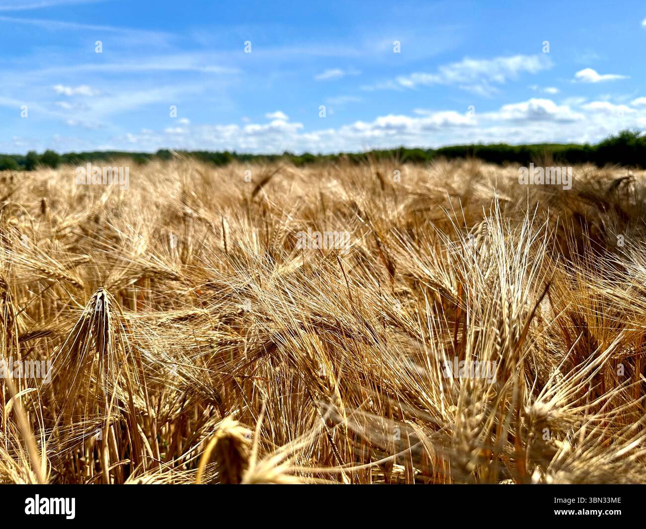 A wheat field in northern Germany - Smartphone Captured Stock Image