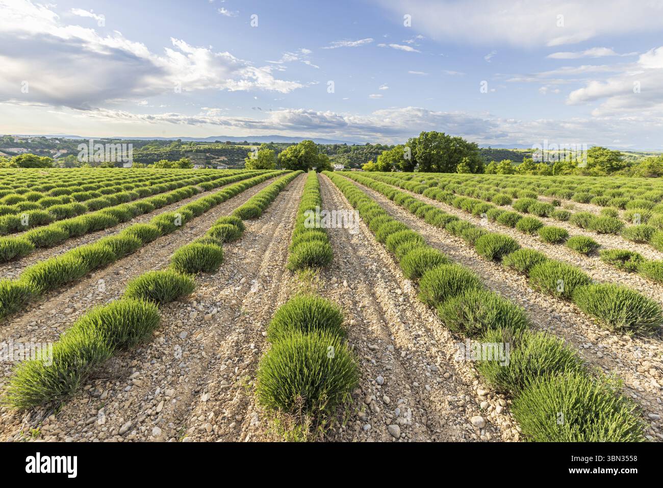 lavender plant at home Lavandula 