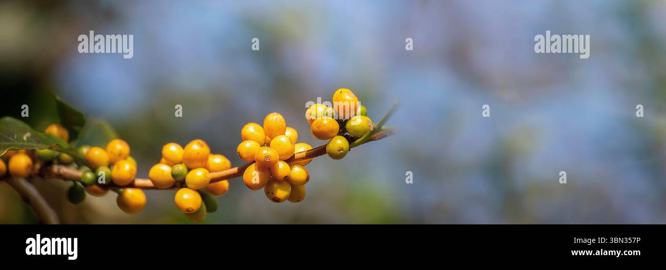 Banner panoramic yellow coffee bean berry plant fresh seed coffee tree growth in Yellow Bourbon eco organic farm. Panorama yellow ripe seed berries ha Stock Photo