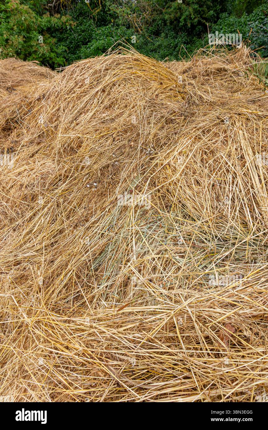 Grantchester meadows cambridge hi-res stock photography and images