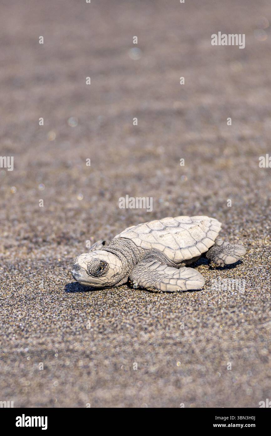 View Of Newborn Baby Hawksbill Sea Turtle Eretmochelys Imbricata view-of-newborn-baby-hawksbill-sea-turtle-eretmochelys-imbricata