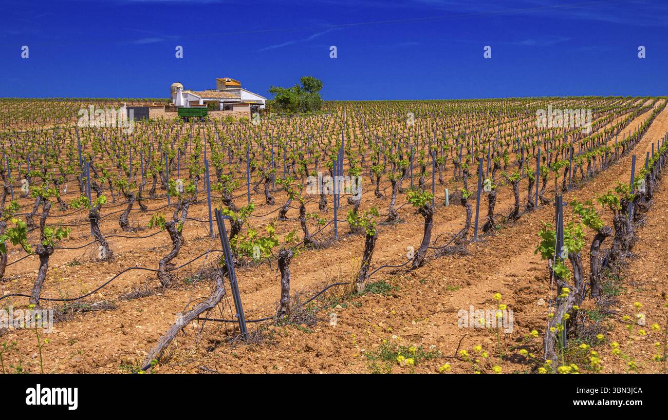 Valdepeñas spain hi-res stock photography and images - Alamy