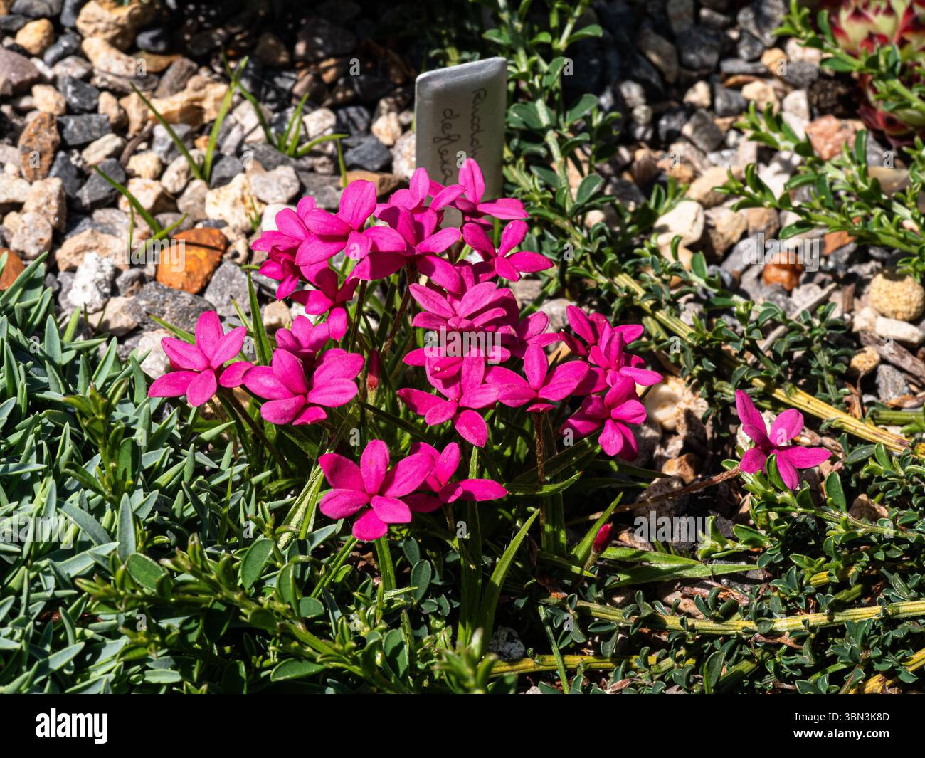 A group of the deep pink flowers of the alpine Rhodohypoxis deflexa Stock Photo