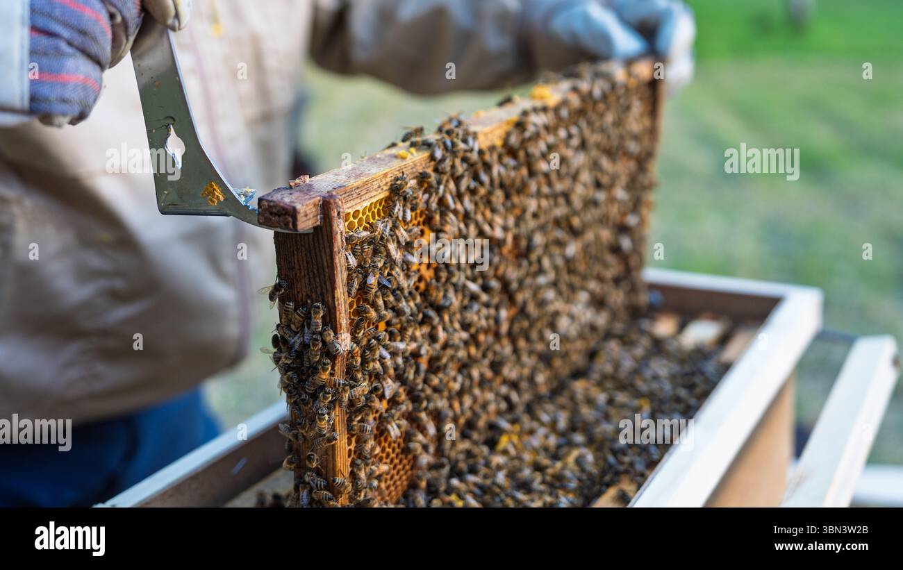 Beekeeper Inspecting Honeycomb Frame Covered with Bees in Apiary, Beekeeping Process Stock Photo
