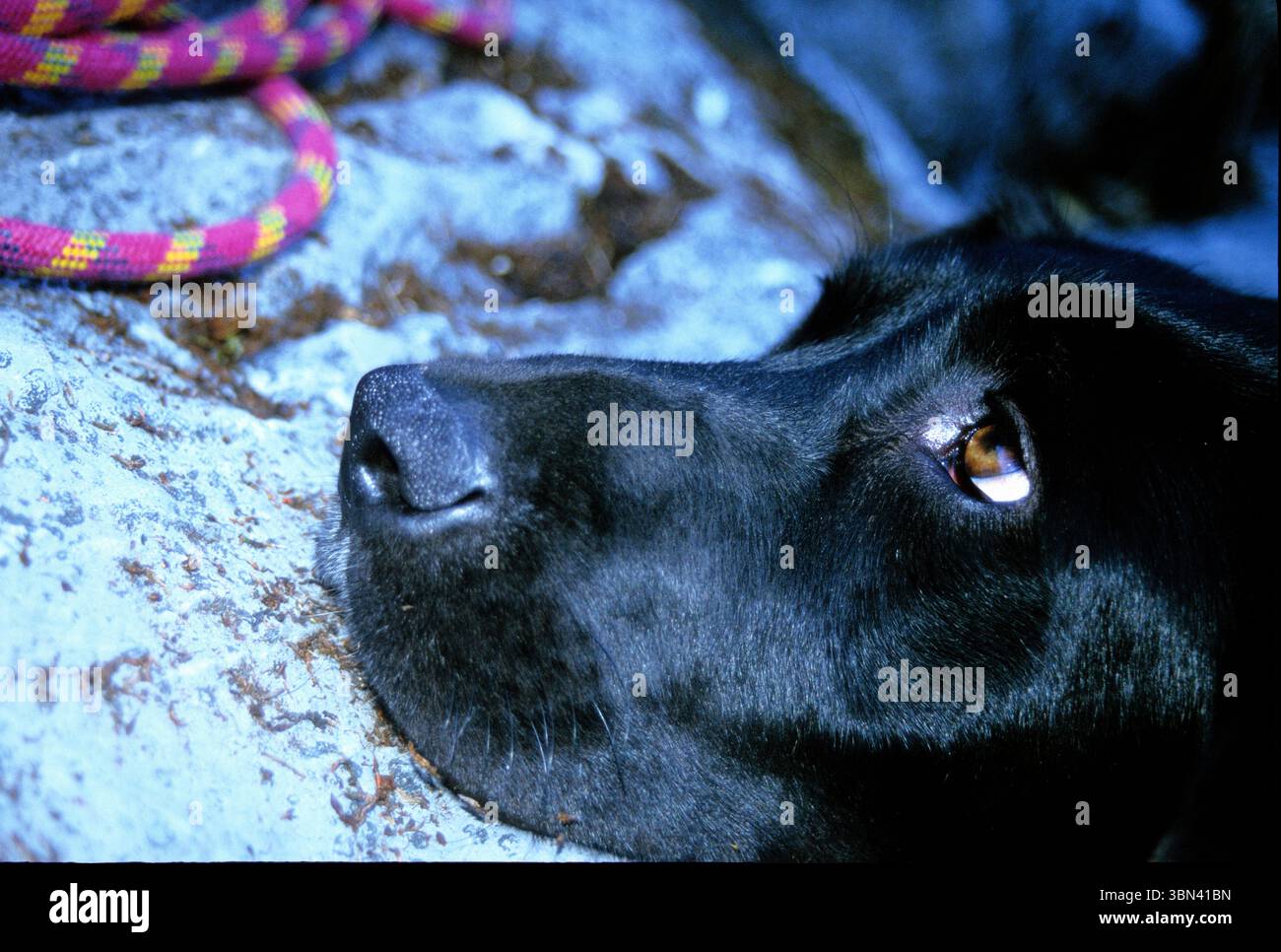 A dog looks up towards his master. Stock Photo
