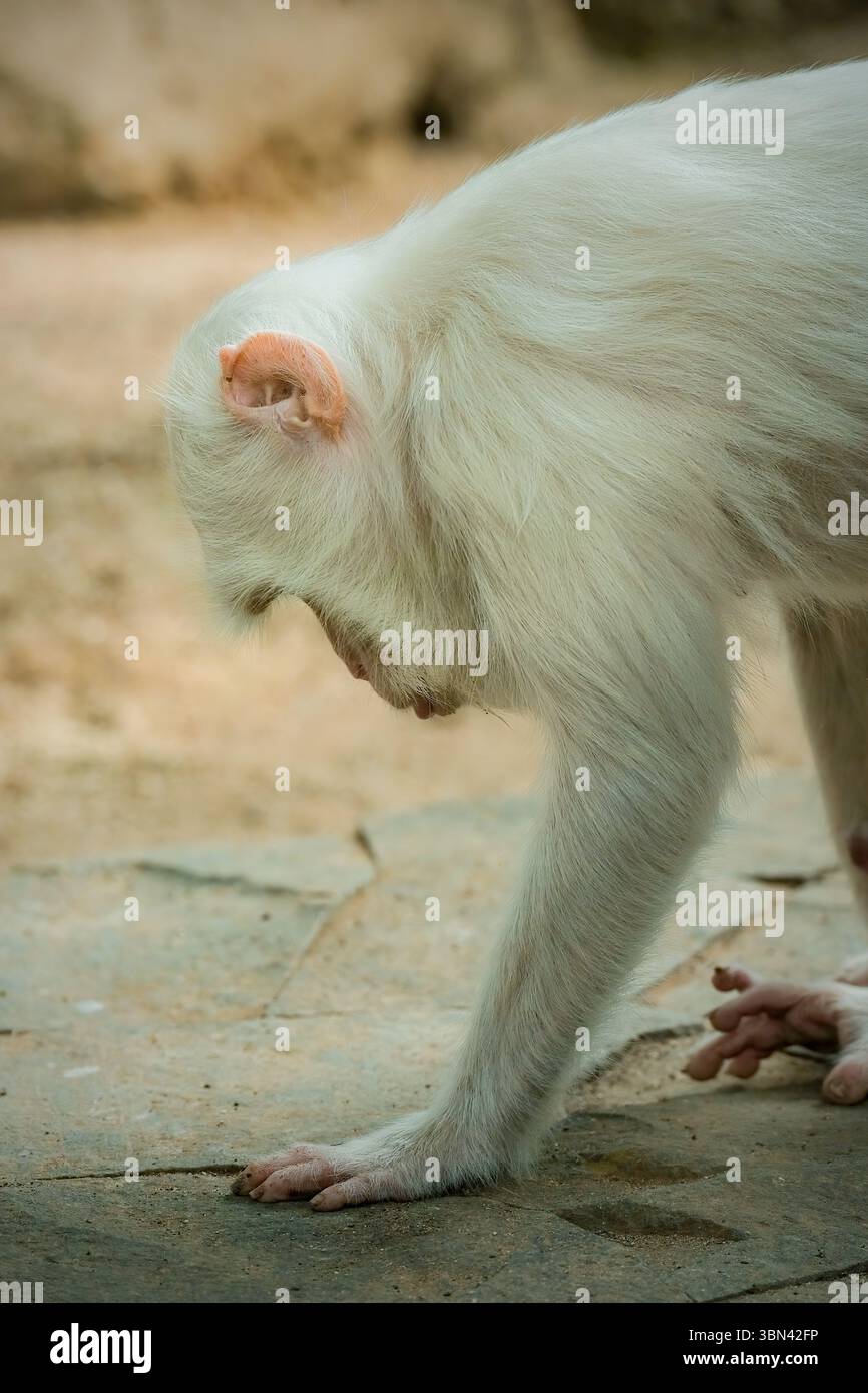 rare jerry garcia ties