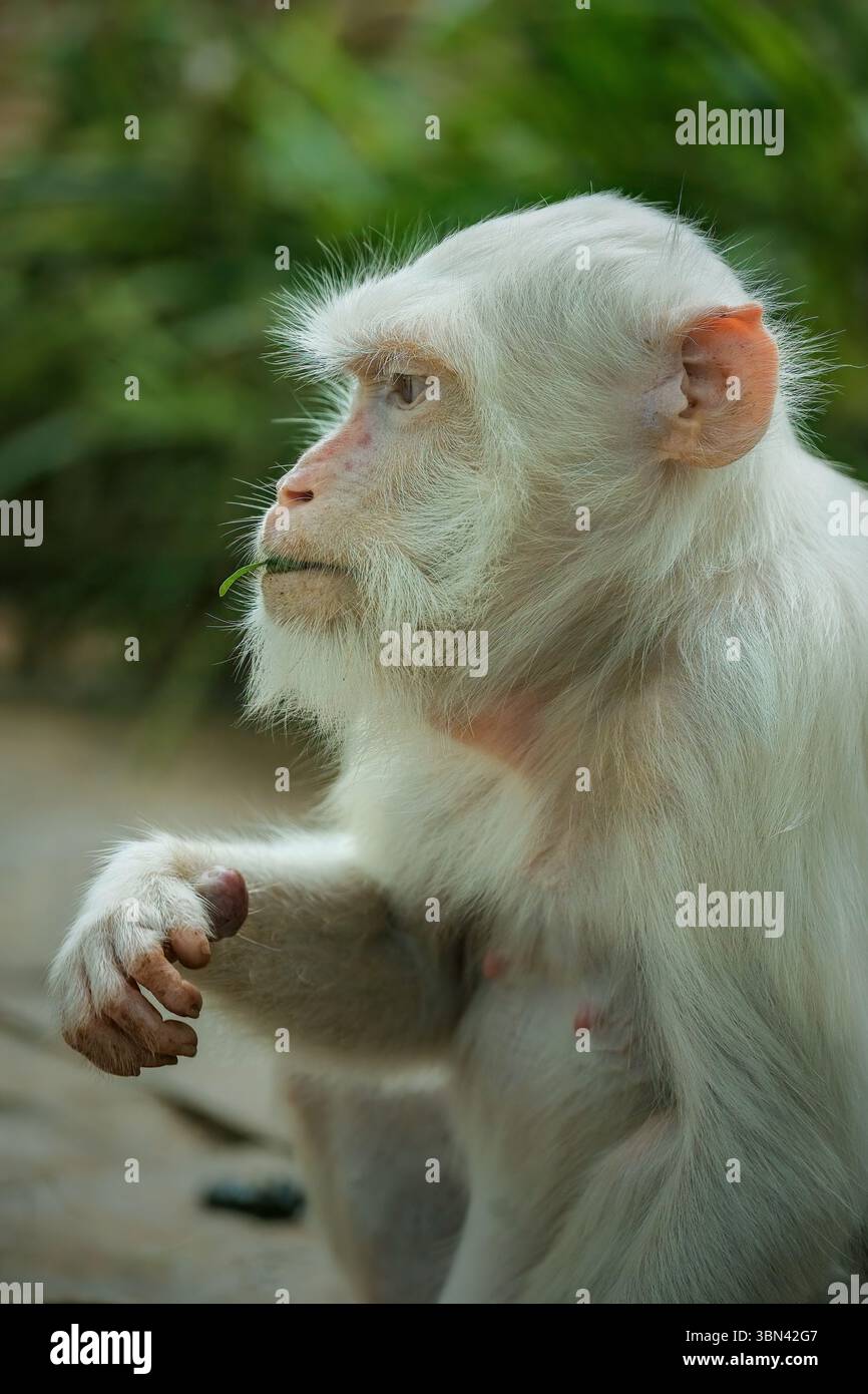 rare jerry garcia ties