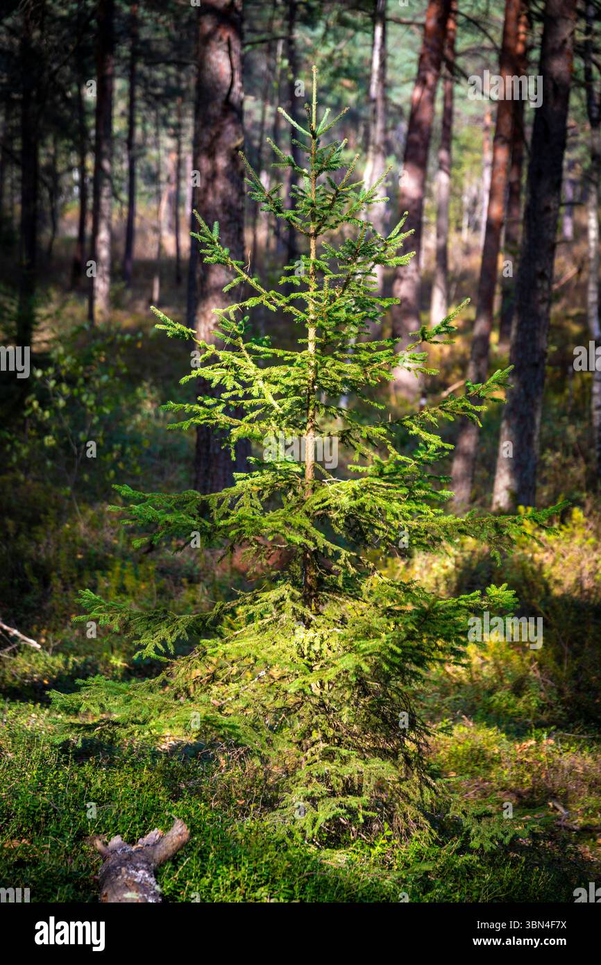 Young fir tree in a forest Stock Photo - Alamy