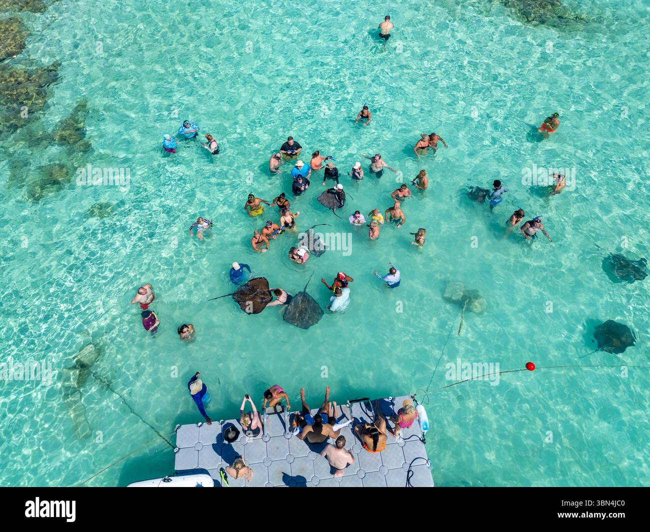 Antigua and Barbuda, West Indies, Antigua Island. Stingray City Antigua ...