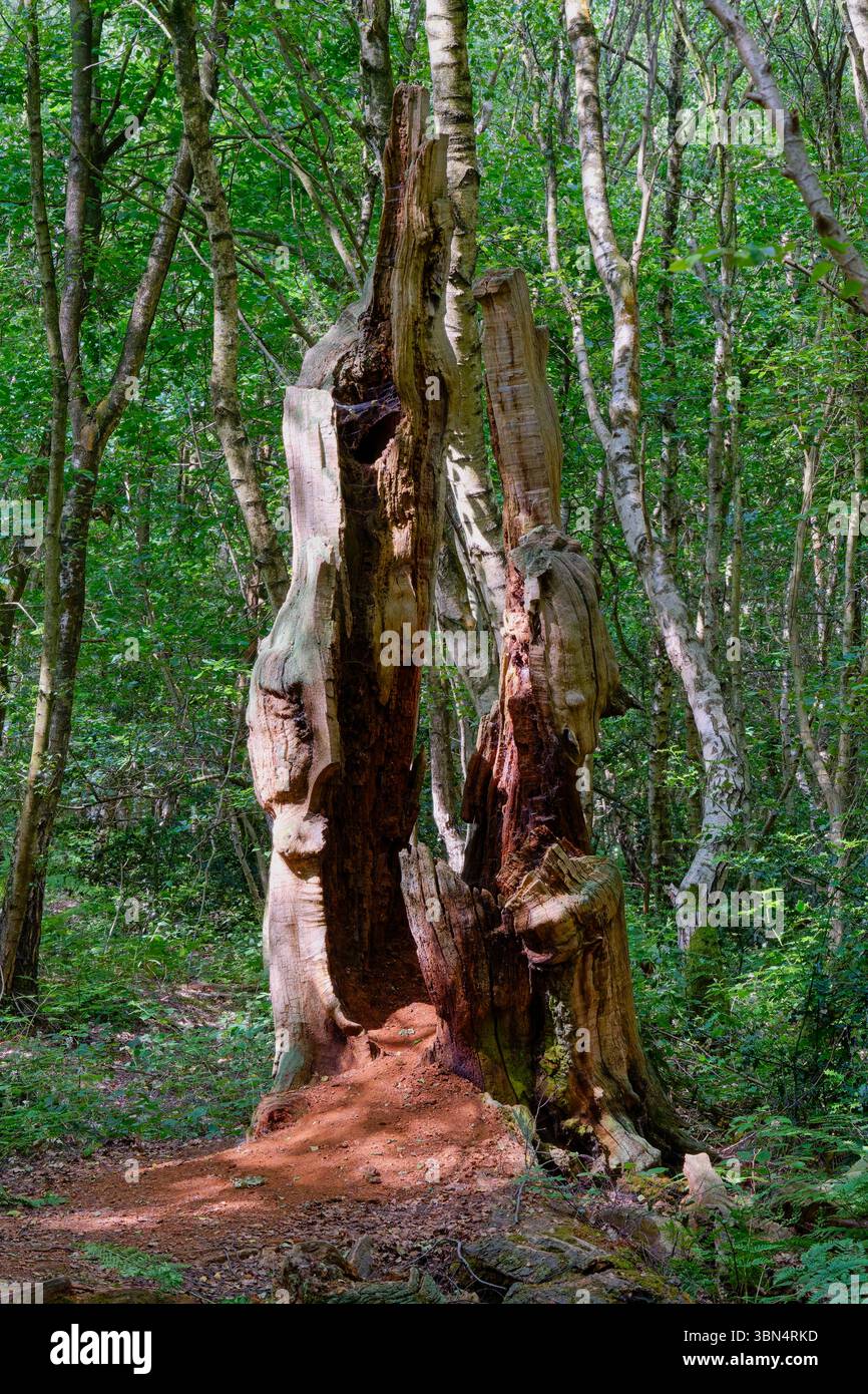 The split decaying trunk of an ancient oak tree in amongst the silver birches in Sherwood Forest. Stock Photo