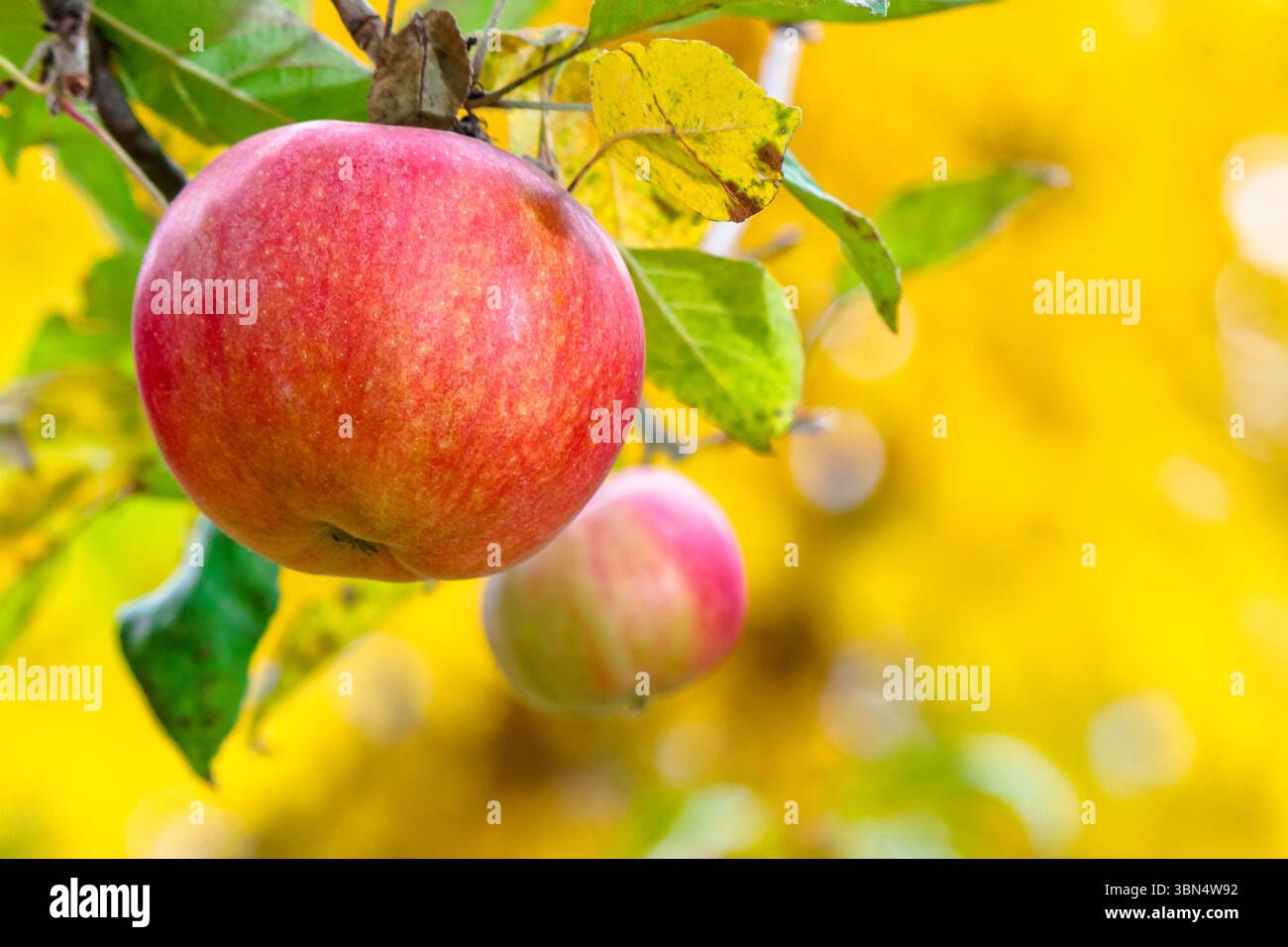 red apple hanging on a twig among leaves. ripe fruit harvest in countryside autumn garden. closeup of organic juicy food Stock Photo