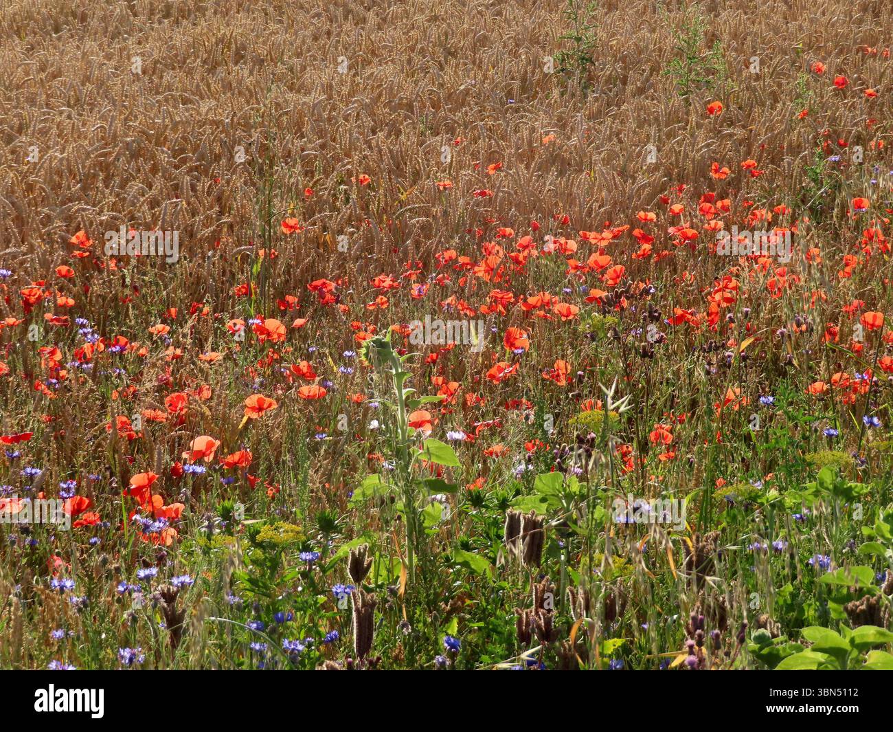 ...ein kraftvoller Farbkontrast Klatschmohn gegen Weizenfeld