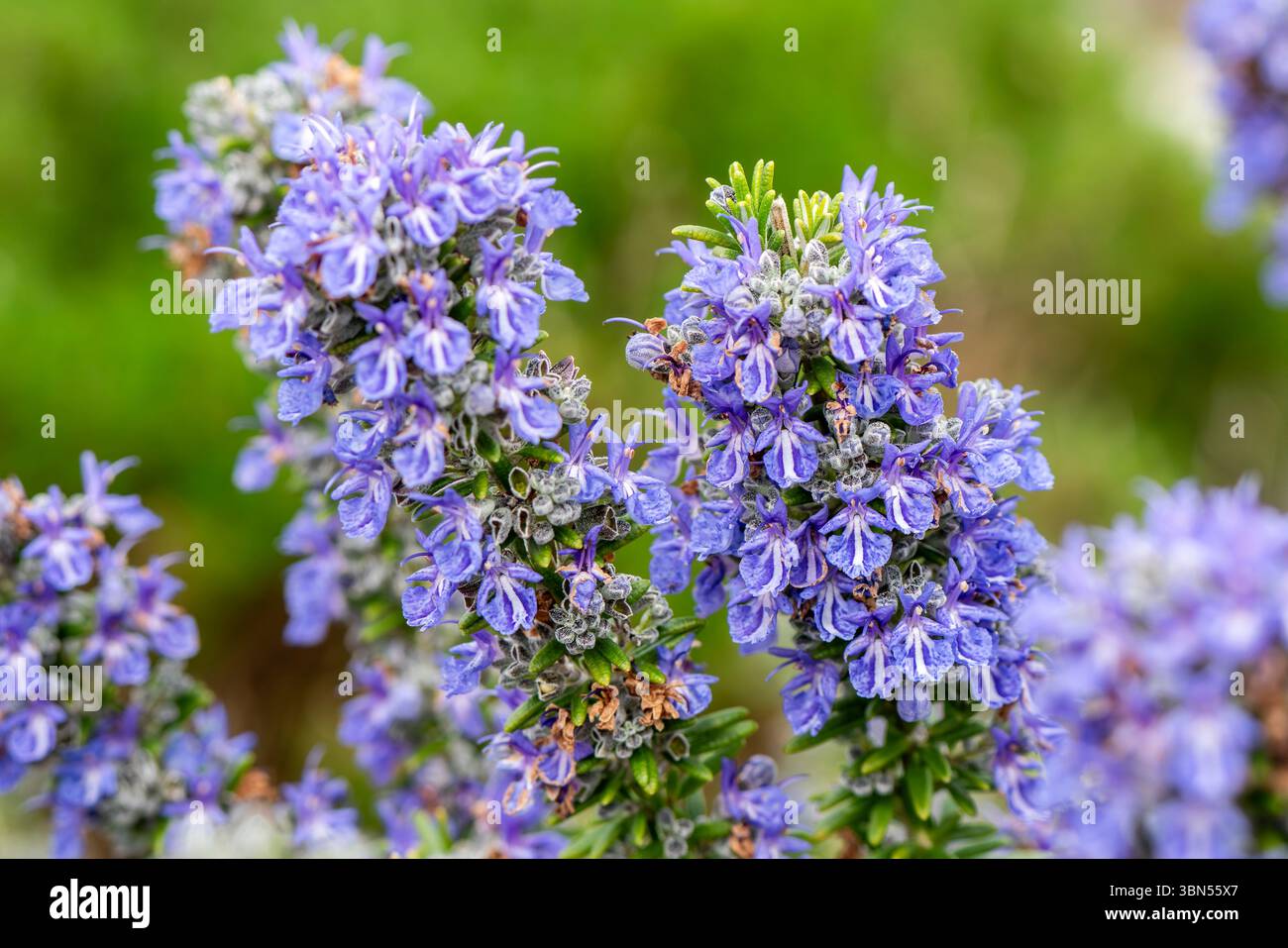 Sissinghurst Spring Rosemary 'Sissinghurst Blue' (rosmarinus officinalis) a spring summer ...