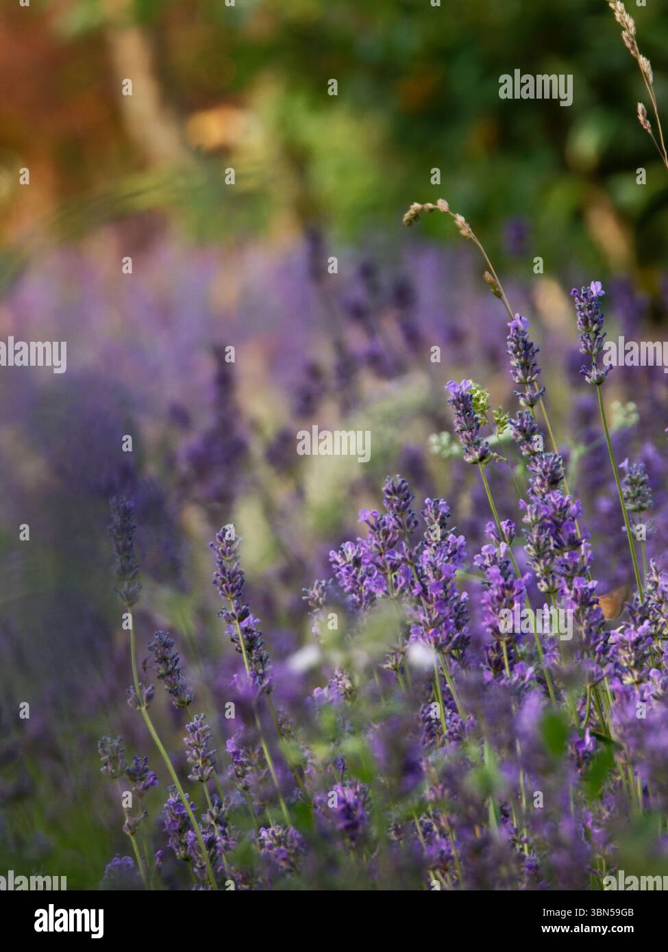 Lavender flowers soft focus hi-res stock photography and images - Alamy