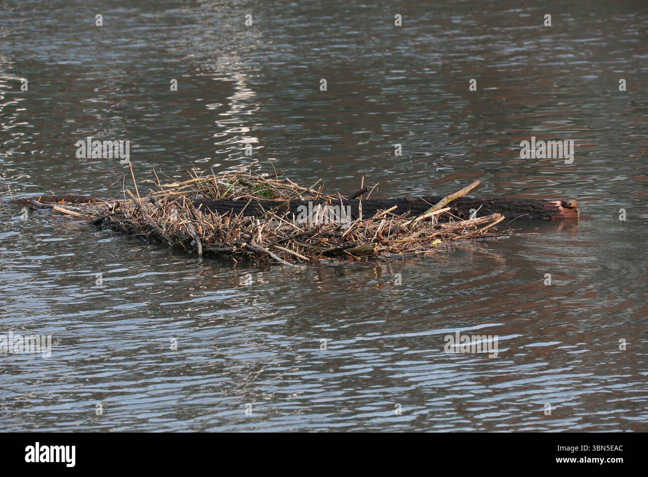 Dublin, Ireland - 03rd June 2025 - A large tree trunk, branches and ...