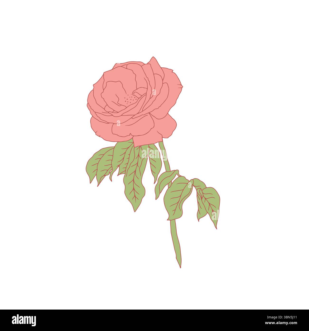 Hand drawn line art pink rose flower isolated on white background Stock ...