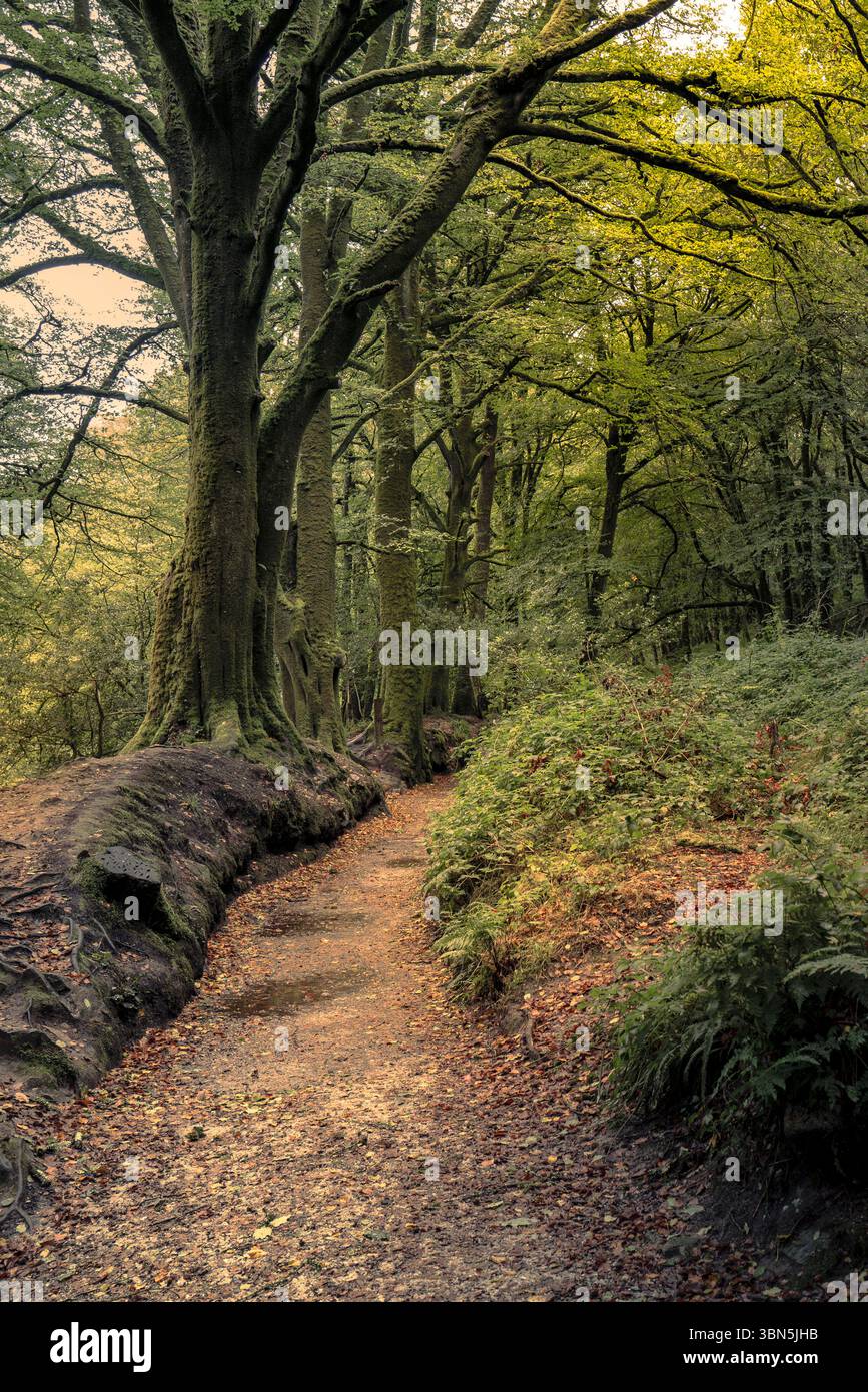 The Leet Path through the ancient woodland of Draynes Wood on Bodmin Moor in Cornwall in the UK. Stock Photo