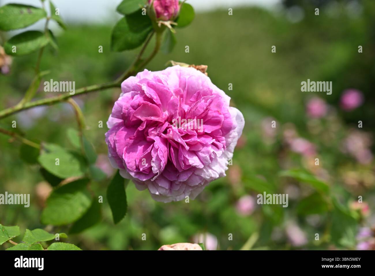 Pink quartered summer flower of shrub rose, rosa President de Seze UK ...