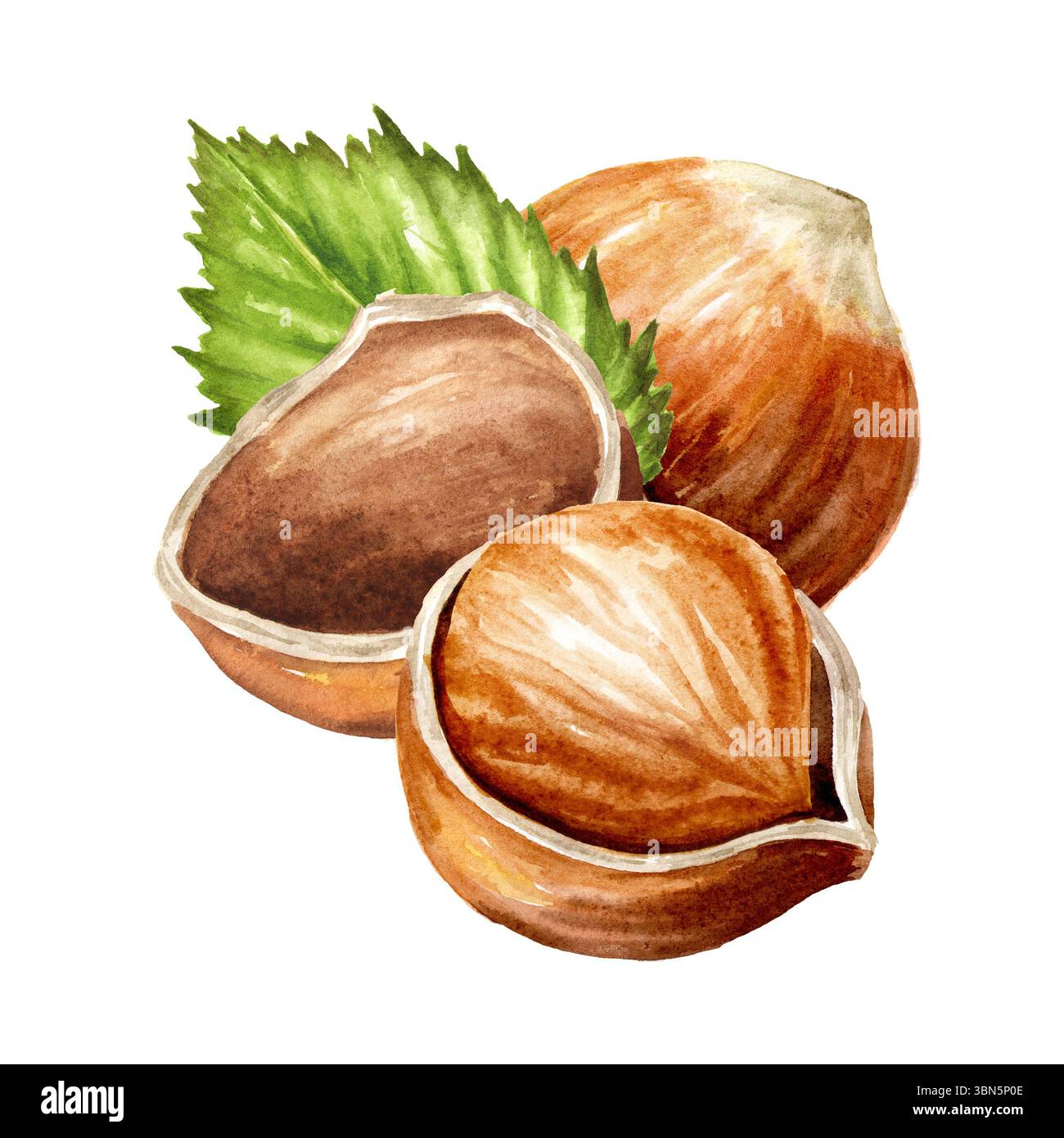 Hazelnuts, kernels and leaf. Hand drawn watercolor illustration ...