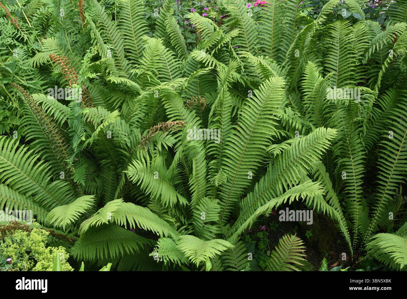 Ferns in the woods Stock Photo